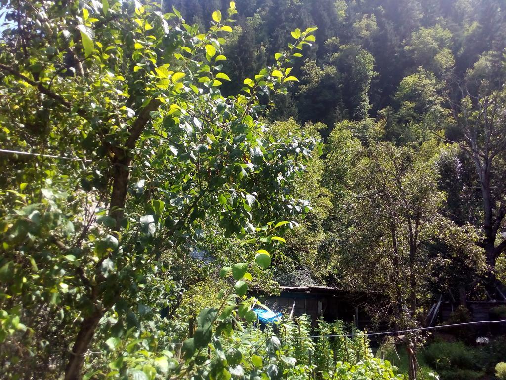 Borjomi Makvala'S Guest House Εξωτερικό φωτογραφία