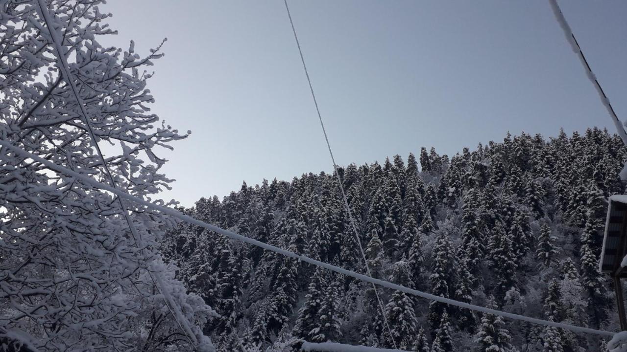 Borjomi Makvala'S Guest House Εξωτερικό φωτογραφία