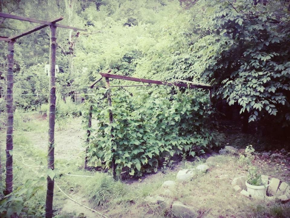 Borjomi Makvala'S Guest House Εξωτερικό φωτογραφία